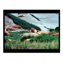 Walrus Post Cards