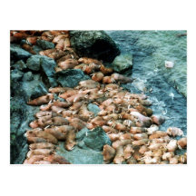 Walrus Post Cards