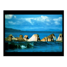Walrus Post Cards