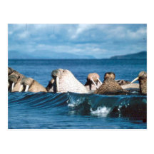 Walrus Post Cards