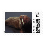 Walrus Postage Stamp
