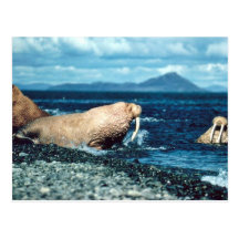 Walrus Postcard