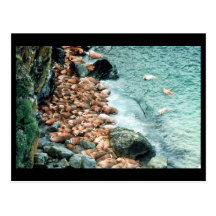 Walrus Postcard
