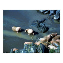 Walrus Postcard
