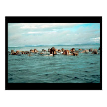 Walrus Postcard