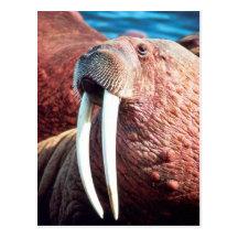 Walrus Postcards