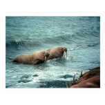 Walrus Postcards