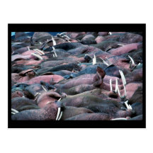 Walrus Postcards