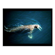 Walrus Postcards