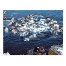 Walrus Postcards