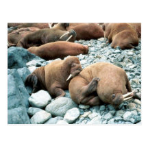 Walrus Postcards