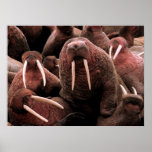 Walrus Posters