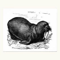 Walrus posters