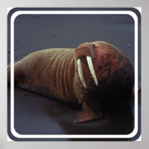 Walrus Poster