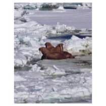 Walrus Resting in Ice Pack flyers