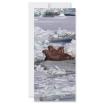 Walrus Resting in Ice Pack rack cards