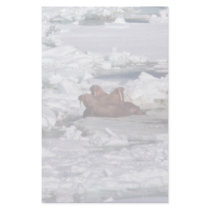 Walrus Resting in Ice Pack stationery by animalpark Walrus Resting in Ice Pack stationery