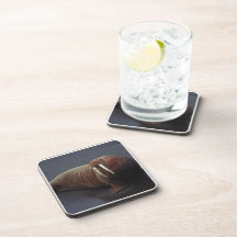 Walrus Set of Coasters