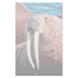 Walrus Stationery Design