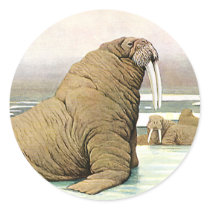 Walrus stickers by Tchotchke Walrus stickers