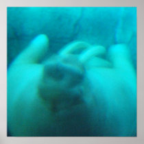 Walrus Swimming Poster