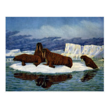 Walruses on an Ice Floe Post Card