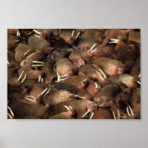 Walruses Poster Print