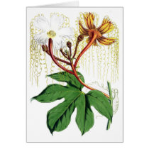 Walter Hood Fitch - Hodgsonia heteroclita cards
