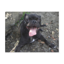 Walter the Pug postcards