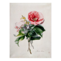 wamellia and Broom Postcard