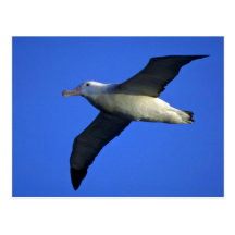 Wandering Albatross In Flight Post Card