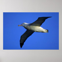Wandering Albatross In Flight Poster