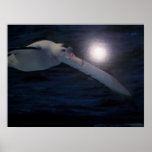 Wandering Albatross Poster posters