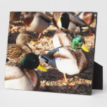 Wandering Ducks - Plaque