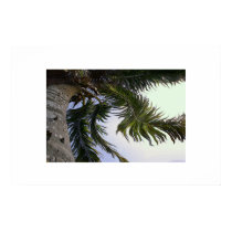 wandering palm posters