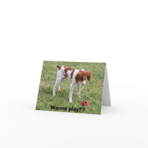 Wanna play?? cards by elaineinalaska Wanna play?? cards