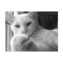 "Want my Paw?" Postcard