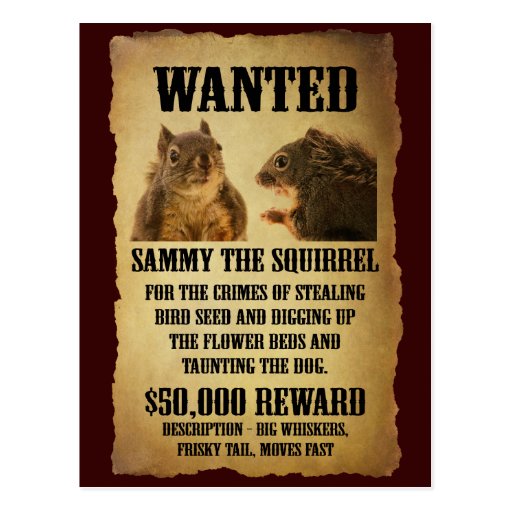 Wanted Poster With Squirrel Postcard Zazzle