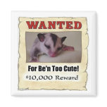 wanted sugar glider refrigerator magnets