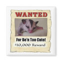 wanted sugar glider magnets by dranger1108 wanted sugar glider magnets