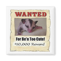 wanted sugar glider magnets by dranger1108 wanted sugar glider magnets