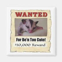 wanted sugar glider refrigerator magnets