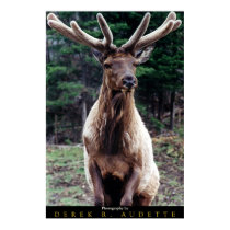 Wapiti (Elk) Bull in Velvet posters