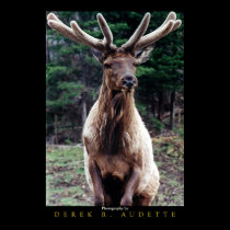 Wapiti (Elk) Bull in Velvet posters