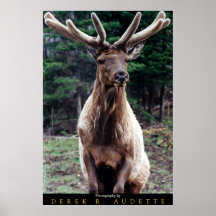 Wapiti (Elk) Bull in Velvet Print