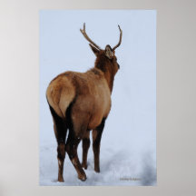 Wapiti Posters