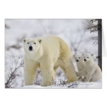 Wapusk National Park, Canada. Greeting Cards