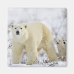 Wapusk National Park, Canada. Refrigerator Magnet