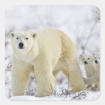 Wapusk National Park, Canada. Square Stickers