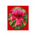Waratah Australia t-shirts by Ausemade Waratah Australia t-shirts
